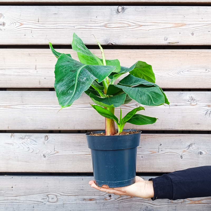 Musa Acuminata (Banánovník) ´DWARF CAVENDISH´ - kont. C2L, výška 50-60 cm 